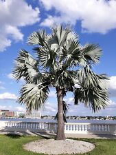 Bismarck palm bismarckia for sale  Gainesville