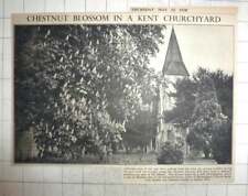 1938 kastanienbaum blüte gebraucht kaufen  Versand nach Germany