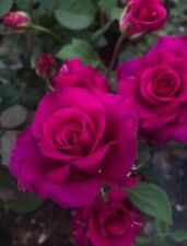 Scented rose blackberry for sale  BIRMINGHAM