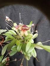 Rchidee terrarienpflanze masde gebraucht kaufen  Lichtentanne