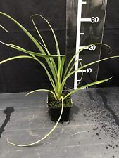 Billbergia nutans queen for sale  LINCOLN