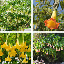 Brugmansia flowers angels for sale  IPSWICH