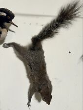 Climbing grey squirrel for sale  New York