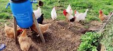 6 fertile chicken eggs for hatching mixed and bresse for sale  SHIFNAL