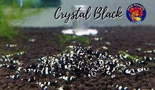 Crystal black shrimp for sale  Houston