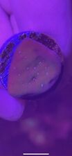 Marine coral purple for sale  ILKESTON