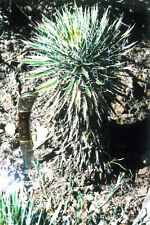 kaktus pflanze gebraucht kaufen  Hasloch