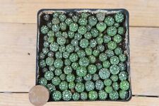 120 plants astrophytum for sale  Shipping to Ireland