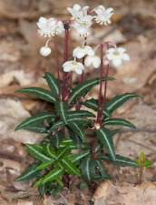 Spotted wintergreen live for sale  Wedowee