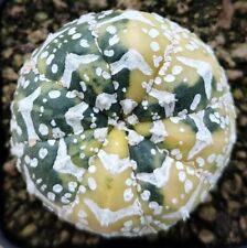 Astrophytum type nishiki usato  Tramonti