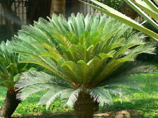 King sago palm for sale  Norwalk