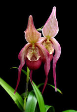 Phragmipedium schroedeae orchi for sale  Shipping to Ireland
