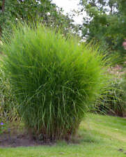 Gracillimus maiden grass for sale  Benton Harbor