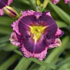 Storm shelter daylily for sale  Hiawatha