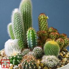 Thompson morgan cactus for sale  UK