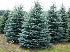 Blue spruce trees for sale  INVERNESS