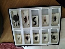 Large real bugs for sale  BEDFORD