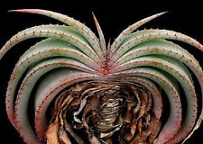 Aloe suprafoliata exotic for sale  Miami
