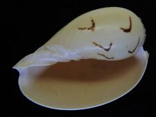 Sea Shell Melo broderipii (Juvenile) 105.8mm ID#4448 for sale  Shipping to South Africa