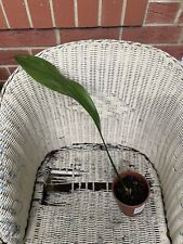 Aspidistra plant for sale  CROYDON