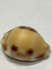 Cypraea Tessellata 23.7mm F++ Collected Dead On Coral Hawaii for sale  Shipping to South Africa