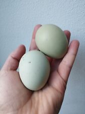 Uova feconde araucana usato  Priolo Gargallo