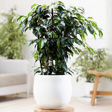 Ficus benjamina danielle for sale  UK