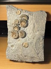 Promicroceras multi ammonite for sale  CLEVEDON