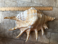 Giant spider conch for sale  Costa Mesa