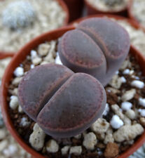 Lithops aucampiae brown d'occasion  Servian