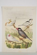 Estampe 1895 oiseaux d'occasion  Angers-