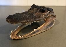 Vintage alligator head for sale  Lodi
