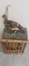 Taxidermy red grouse for sale  ROMFORD