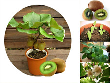 Samen für bonsai gebraucht kaufen  Philippsburg