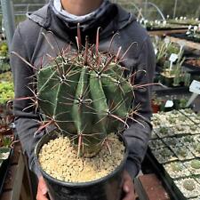 Fire barrel cactus for sale  Fallbrook