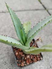 agave gebraucht kaufen  Altenfurt,-Fischbach