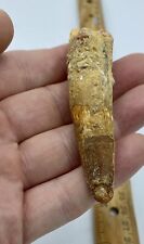 Spinosaurus tooth dinosaur for sale  Wake Forest
