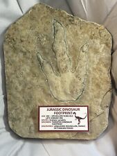 Dinosaur fossil foot for sale  Baldwin