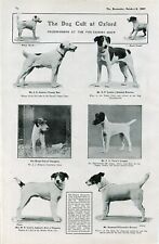 Fox terrier smooth for sale  UK