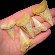 Shark teeth lot for sale  Battleboro