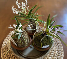2 Japanese Orchid Kokedama bracket (pic 2)  for Neofinetia Falcata for sale  Shipping to South Africa