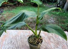 Philodendron heleniae climbing for sale  Hollywood