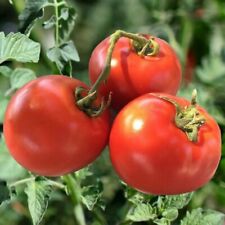 Tomato homestead 60 for sale  SALISBURY
