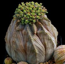 Euphorbia obesa xxl usato  Tramonti