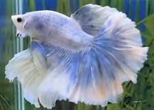 Male turquoise lemon for sale  COVENTRY
