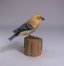 American goldfinch female for sale  Rosendale