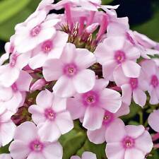 Hoher phlox paniculate gebraucht kaufen  Elmshorn