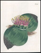 1808 CURTIS Botanical MASSONIA LATIFOLIA Broad Leaved Pl 848 (CB1/167) for sale  Shipping to South Africa