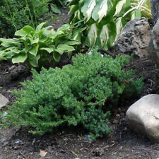 Juniperus procumbens nana d'occasion  Pouzauges