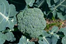 Broccoli plug plants for sale  PRESTON